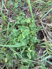 Oxalis dillenii