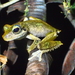 Green-eyed Treefrog - Photo (c) Tom Kirschey, some rights reserved (CC BY-NC), uploaded by Tom Kirschey