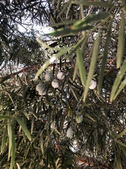 Afrocarpus