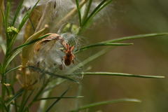 Rhynocoris ventralis