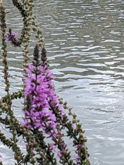 Lythrum salicaria