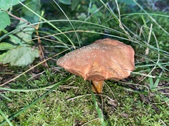 Chalciporus piperatus