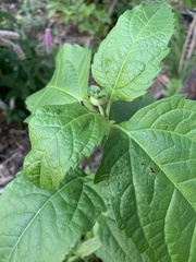 Heliopsis helianthoides