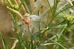 Rhynocoris ventralis