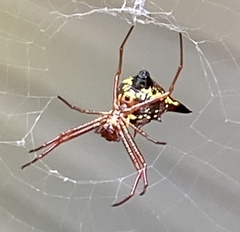 Micrathena sagittata