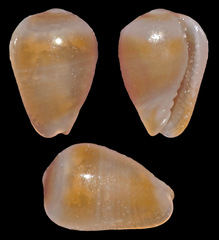 Cystiscidae