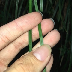 Carex brunnea