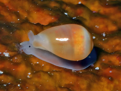 Cystiscidae