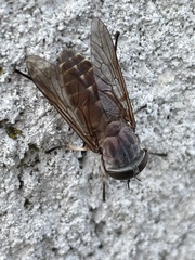 Tabanus novaescotiae