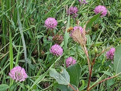 Trifolium pratense