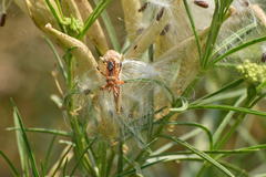Rhynocoris ventralis