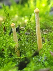 Galerina semilanceata