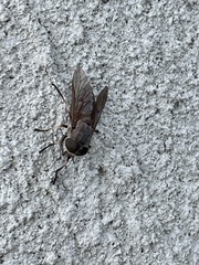 Tabanus novaescotiae