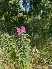 Vernonia fasciculata