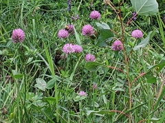 Trifolium pratense