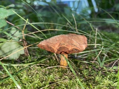 Chalciporus piperatus