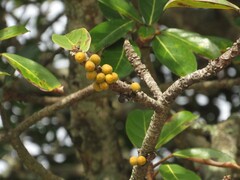 Ficus lutea