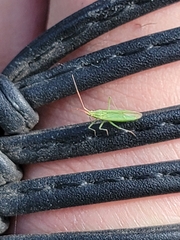 Trigonotylus caelestialium