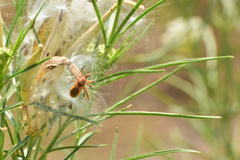 Rhynocoris ventralis