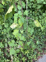 Vitis rotundifolia