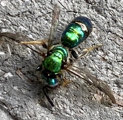 Augochloropsis metallica