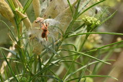 Rhynocoris ventralis