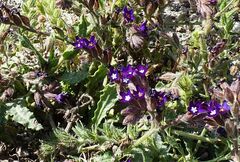 Anchusa hybrida