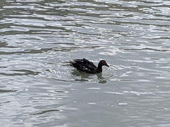 Cairina moschata domestica