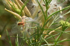 Rhynocoris ventralis