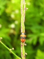 Ceratobasis koenigii