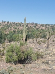 Carnegiea gigantea