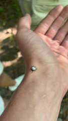 Gasteracantha cancriformis