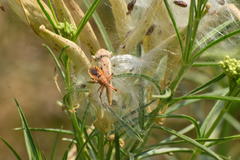 Rhynocoris ventralis