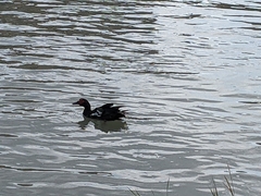 Cairina moschata domestica