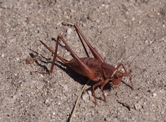 Tettigoniinae
