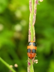 Ceratobasis koenigii