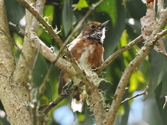 Chasiempis sandwichensis