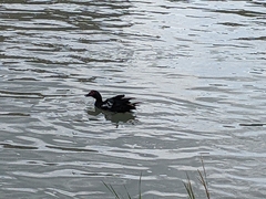 Cairina moschata domestica