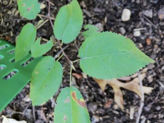 Amelanchier