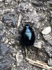 Chrysolina coerulans