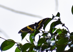Papilio garamas