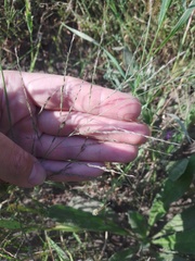 Eragrostis albensis