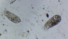 Hypotrichia