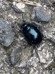 Chrysolina coerulans