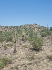 Carnegiea gigantea