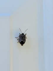 Pentatomidae