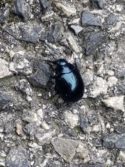 Chrysolina coerulans