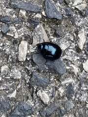 Chrysolina coerulans