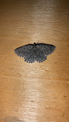 Gnophini