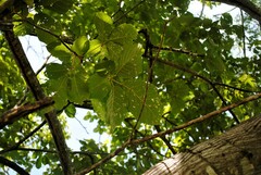 Handroanthus chrysanthus